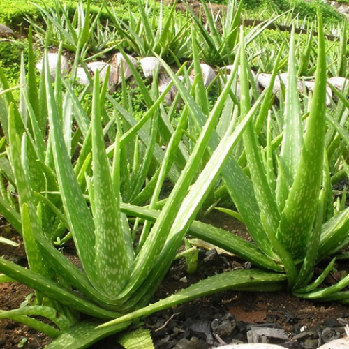 CHIẾT XUẤT NHA ĐAM (Dưỡng ẩm)